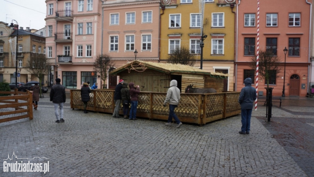 Szopka ze zwierzętami - Rynk Główny