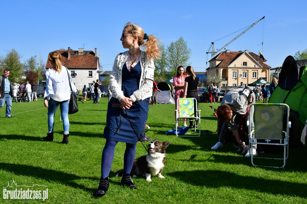 Wystawa psów rasowych - fotorelacja