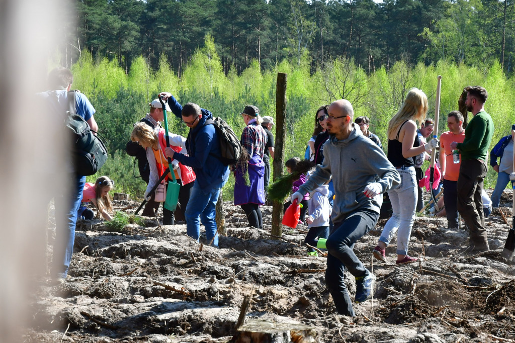 Grudziądzanie sadzą las - fotorelacja