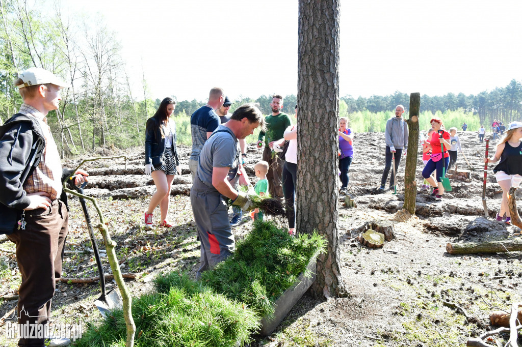 Grudziądzanie sadzą las - fotorelacja