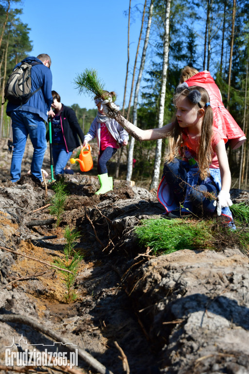 Grudziądzanie sadzą las - fotorelacja