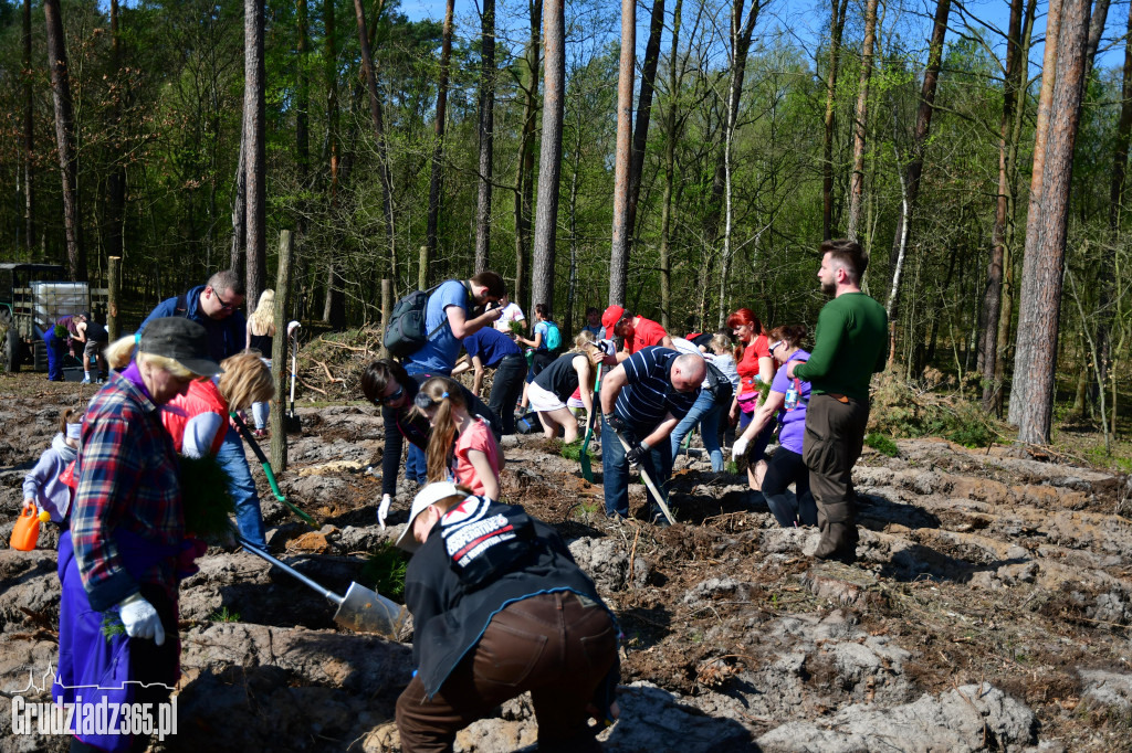 Grudziądzanie sadzą las - fotorelacja