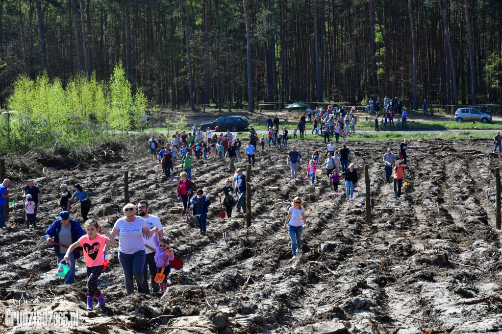 Grudziądzanie sadzą las - fotorelacja