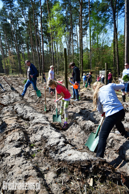 Grudziądzanie sadzą las - fotorelacja