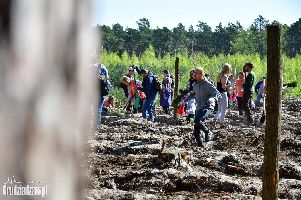 Grudziądzanie sadzą las - fotorelacja
