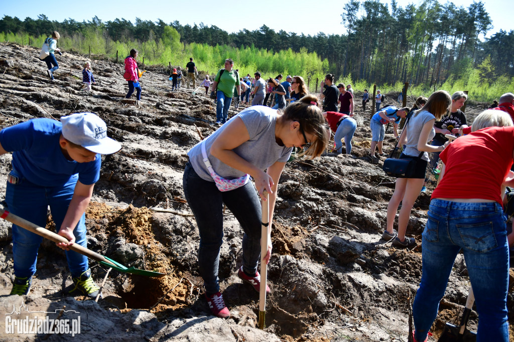 Grudziądzanie sadzą las - fotorelacja