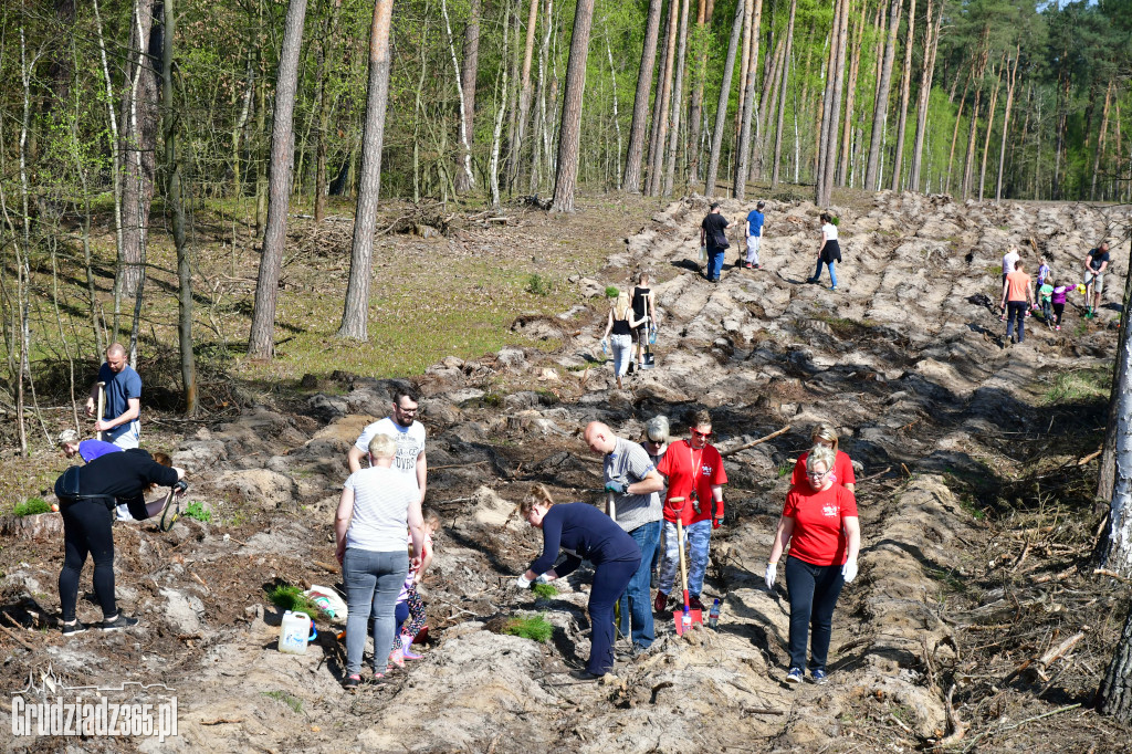 Grudziądzanie sadzą las - fotorelacja