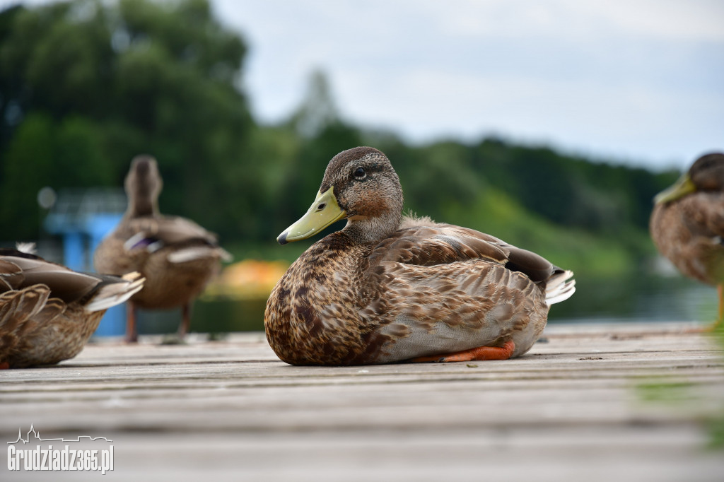 Spływ kajakowy dookoła Jeziora Rudnickiego