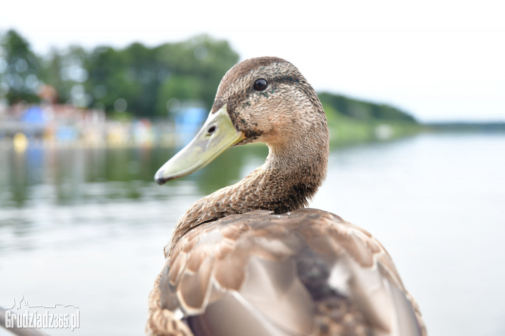Spływ kajakowy dookoła Jeziora Rudnickiego