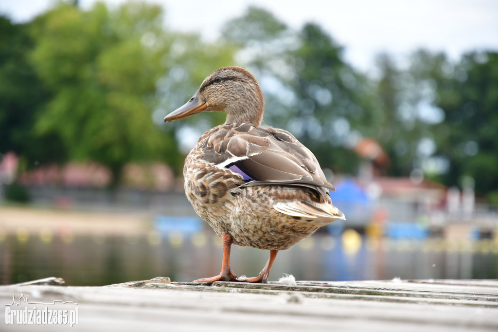 Spływ kajakowy dookoła Jeziora Rudnickiego