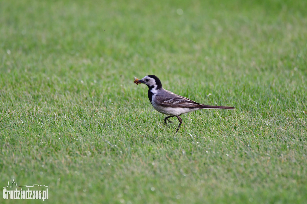 Olimpia Grudziądz - Skra Częstochowa