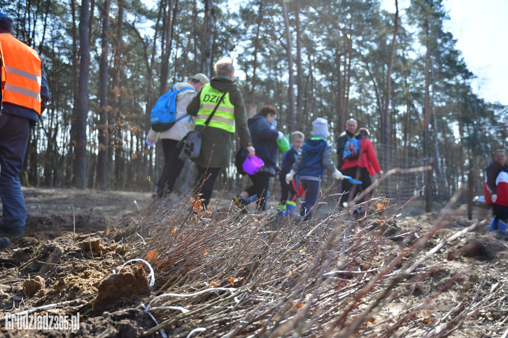 Grudziądzanie wpólne sadzą las- akcja CEE