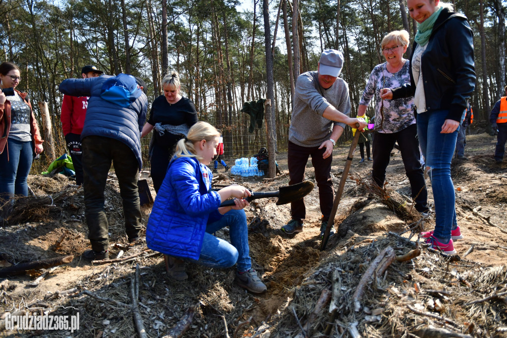 Grudziądzanie wpólne sadzą las- akcja CEE