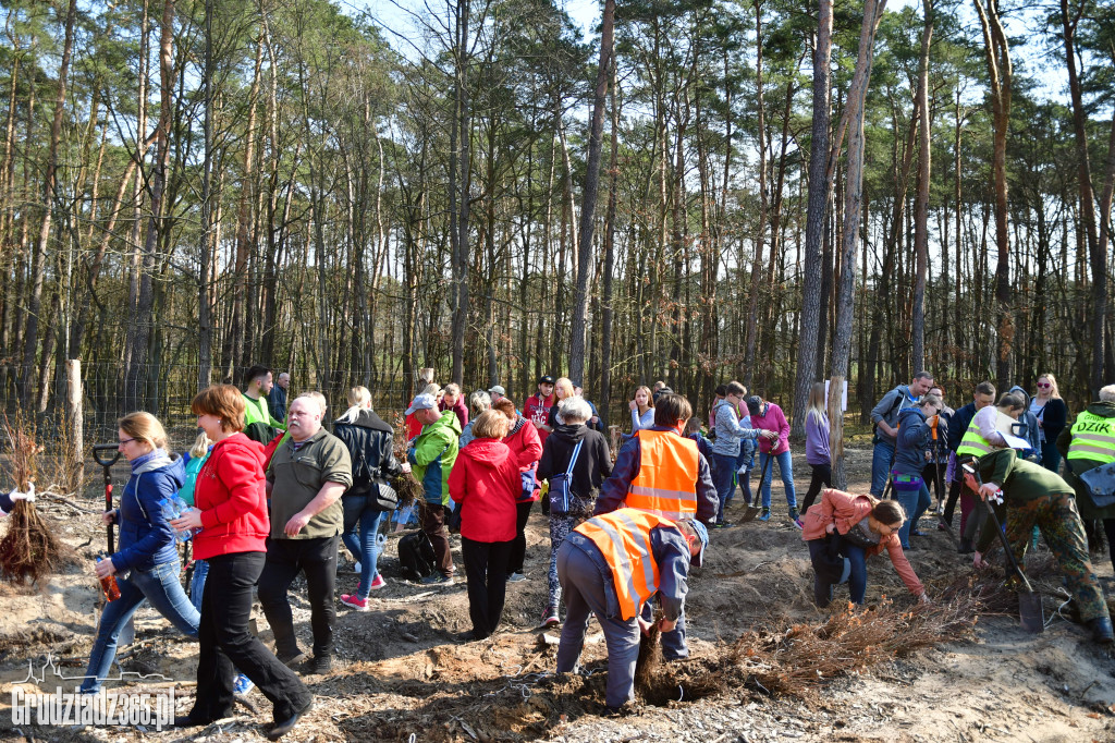Grudziądzanie wpólne sadzą las- akcja CEE