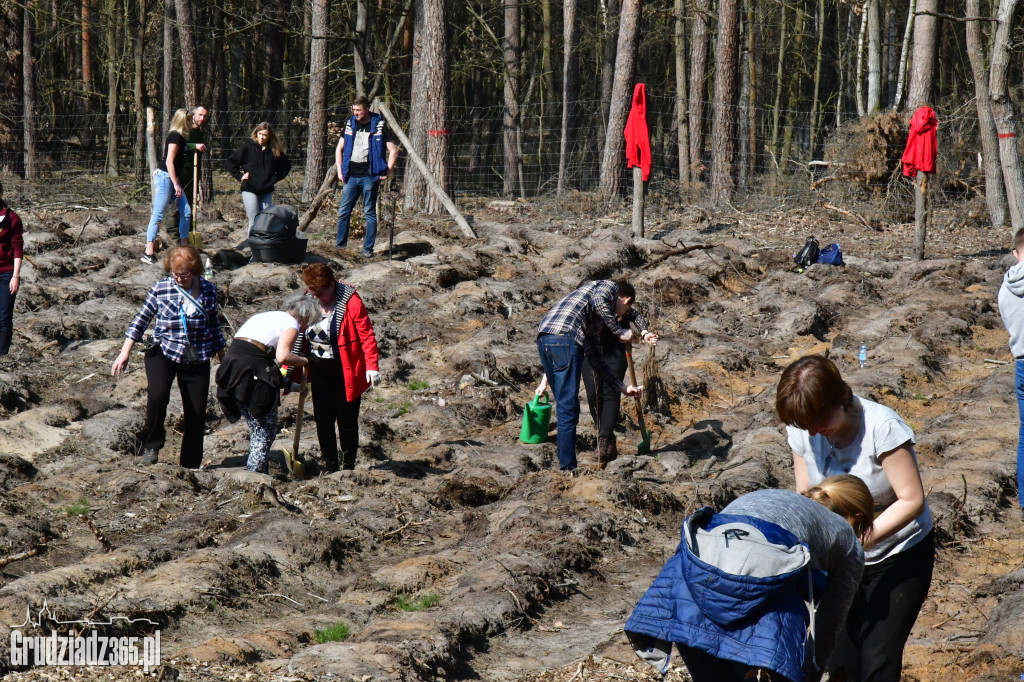 Grudziądzanie wpólne sadzą las- akcja CEE