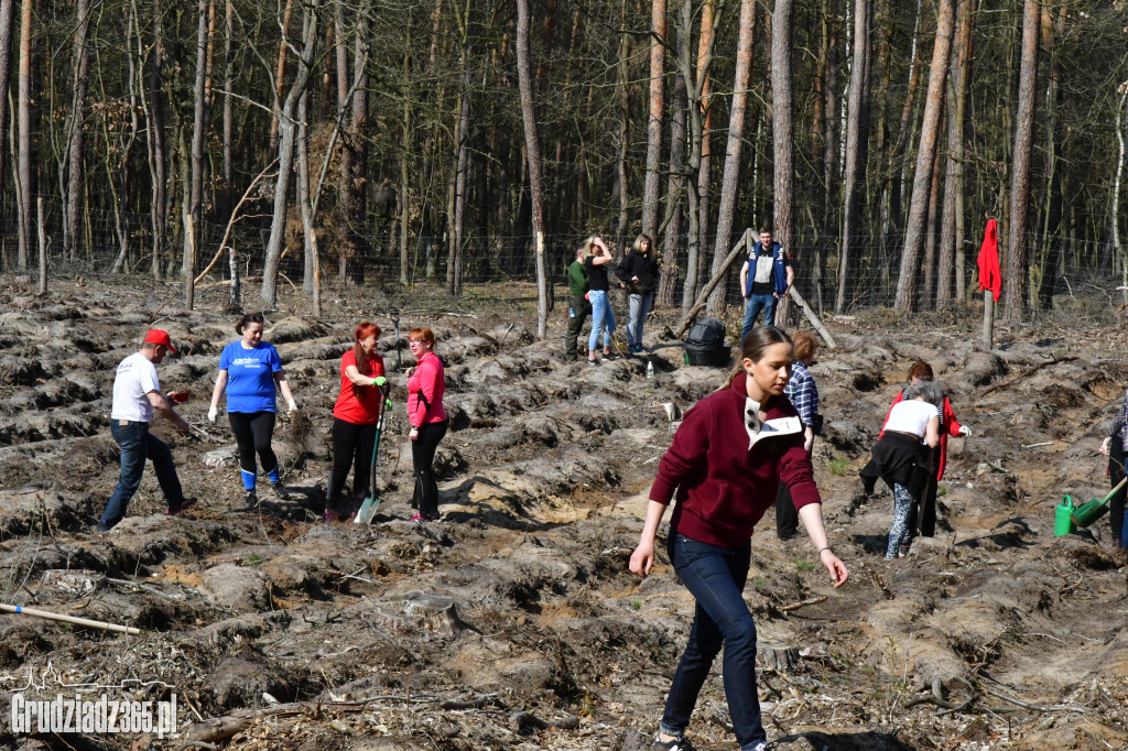 Grudziądzanie wpólne sadzą las- akcja CEE