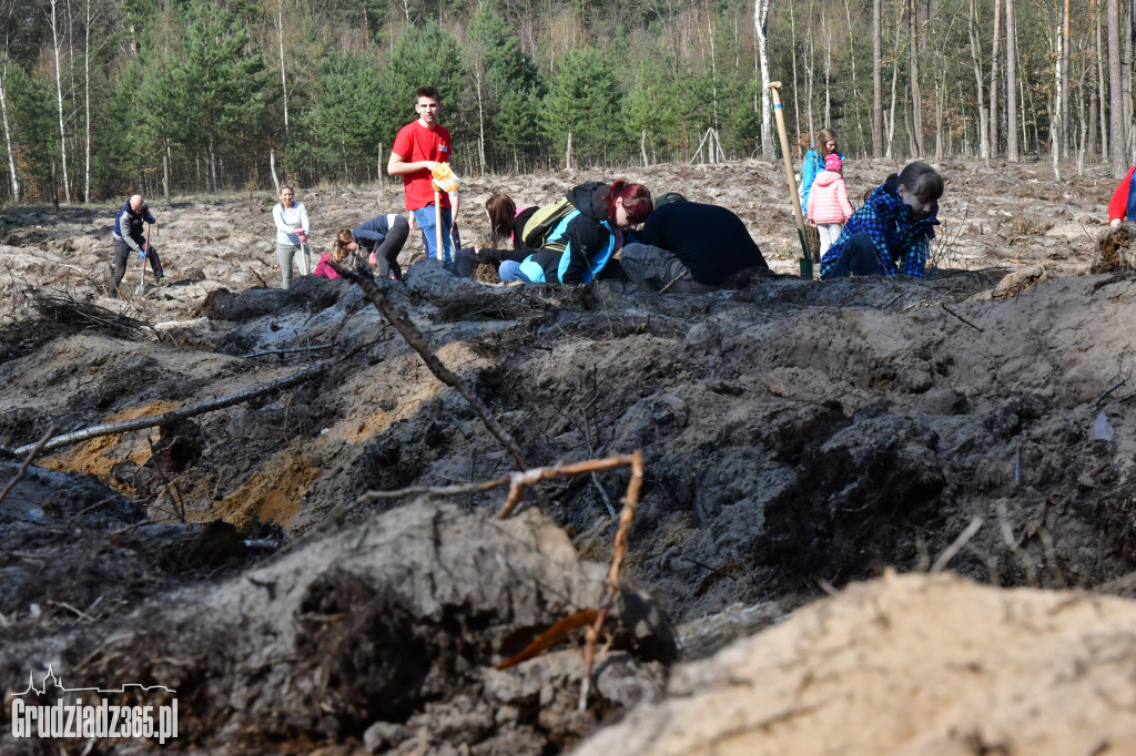 Grudziądzanie wpólne sadzą las- akcja CEE