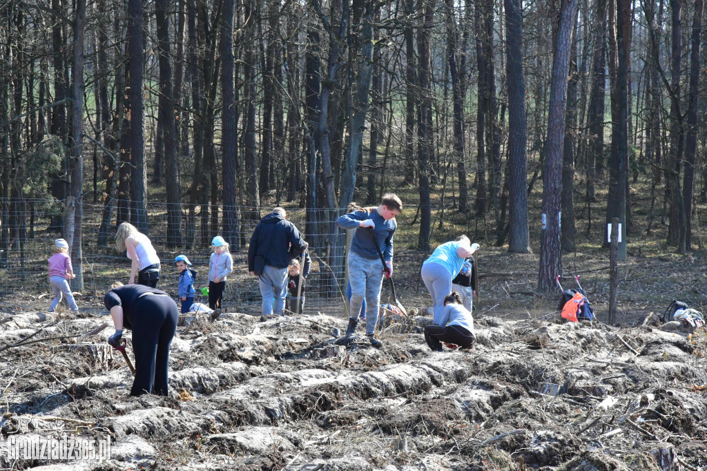 Grudziądzanie wpólne sadzą las- akcja CEE