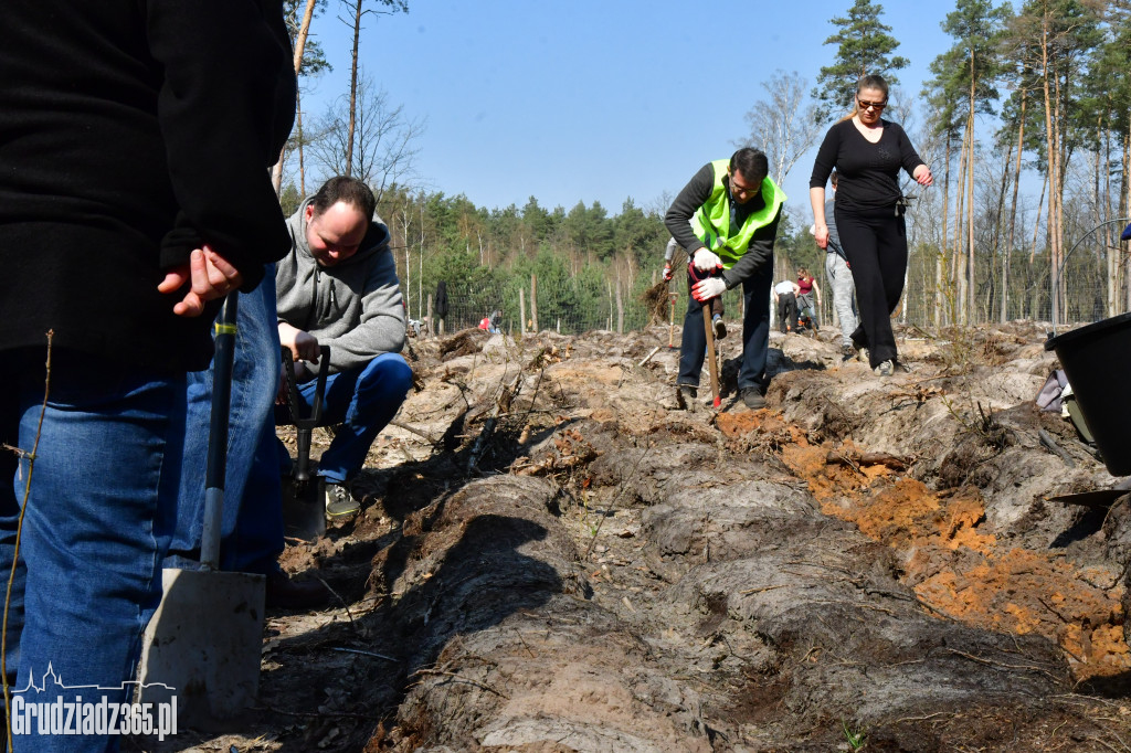 Grudziądzanie wpólne sadzą las- akcja CEE