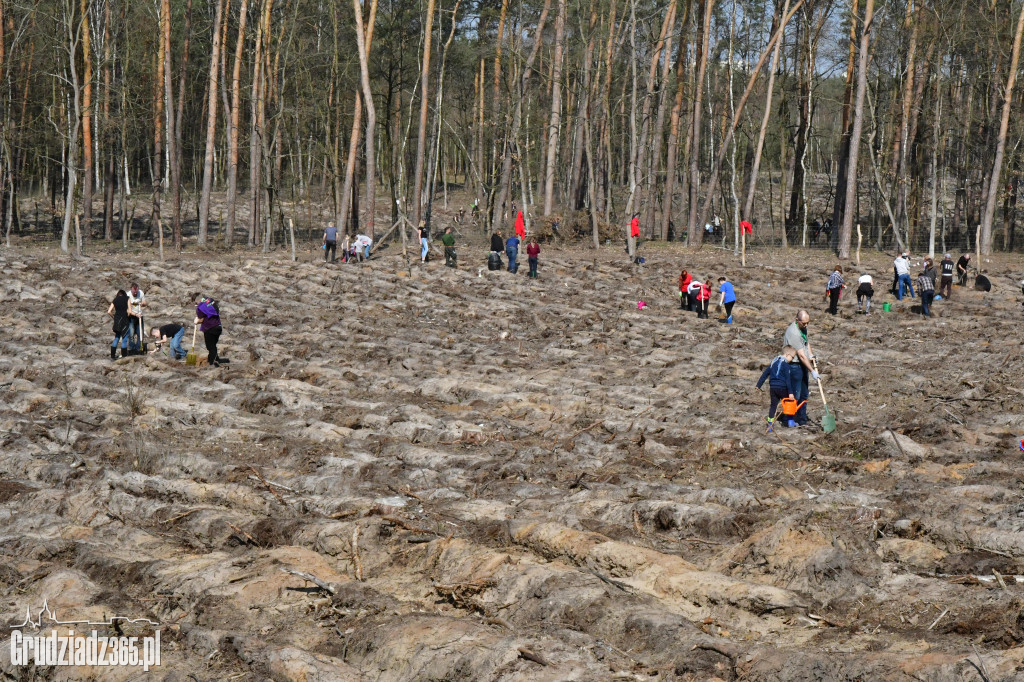 Grudziądzanie wpólne sadzą las- akcja CEE