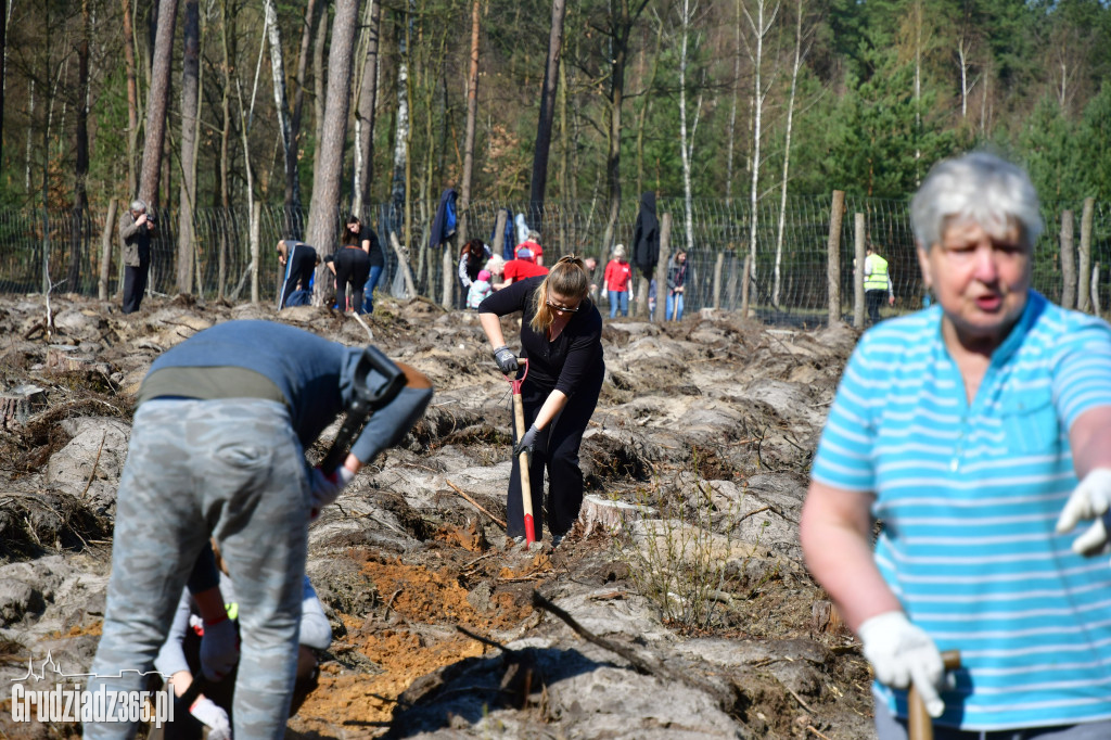 Grudziądzanie wpólne sadzą las- akcja CEE