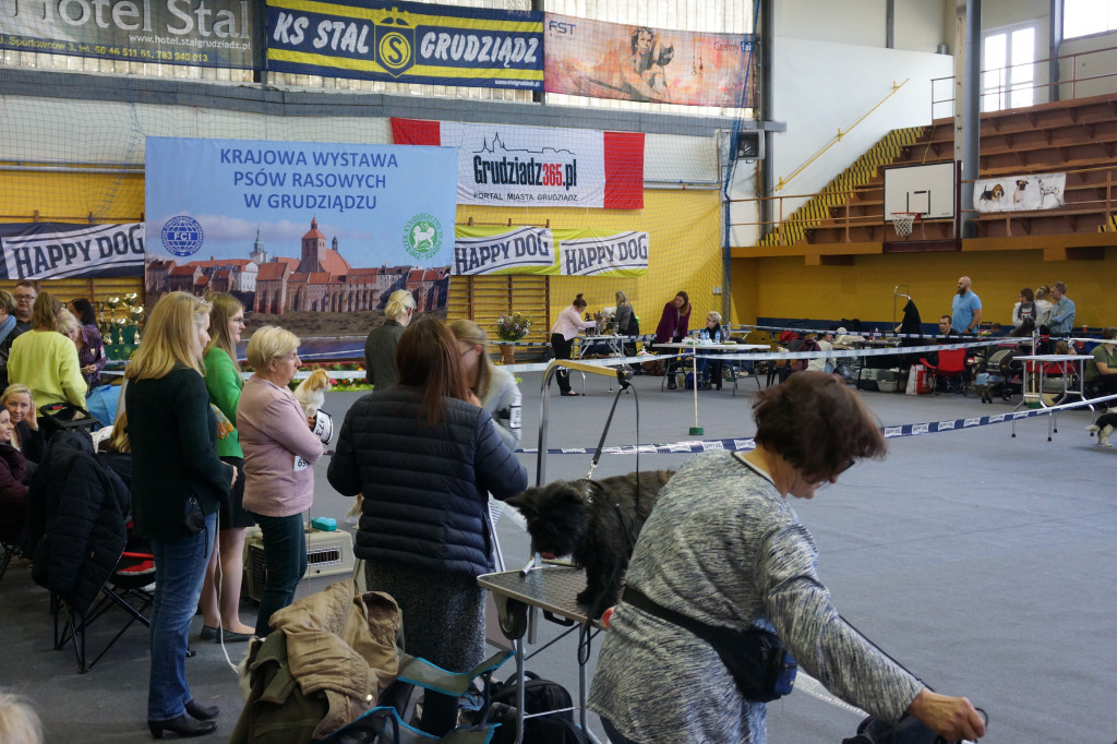 Wystawa Psów Rasowych