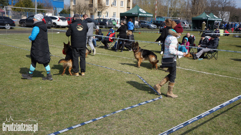 Wystawa Psów Rasowych