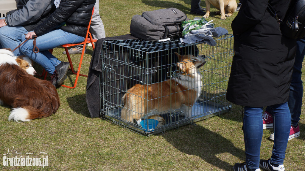 Wystawa Psów Rasowych