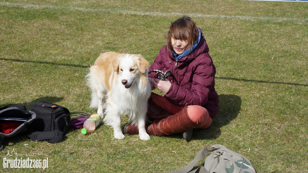 Wystawa Psów Rasowych