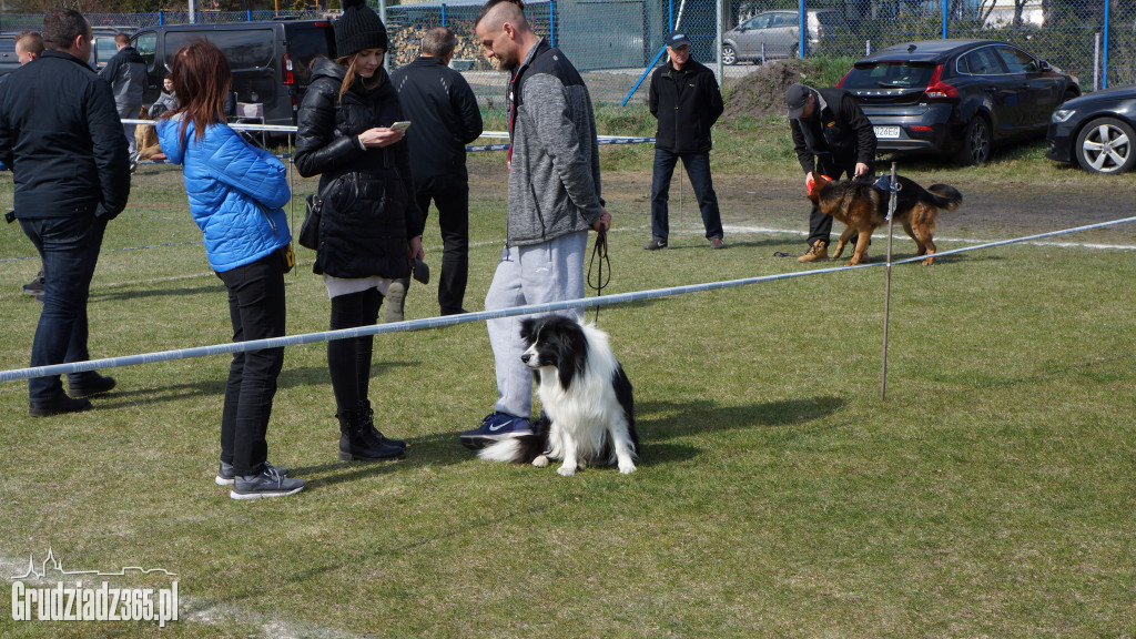 Wystawa Psów Rasowych