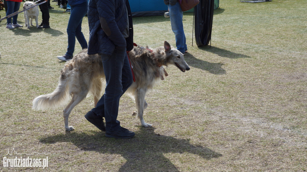 Wystawa Psów Rasowych