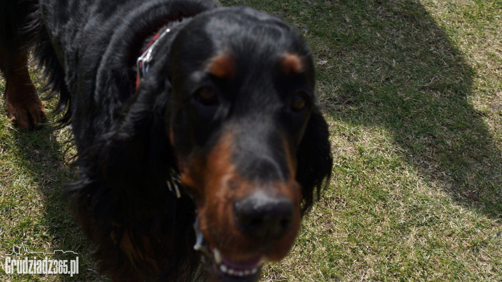 Wystawa Psów Rasowych