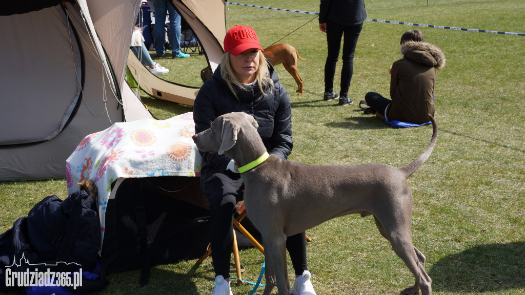 Wystawa Psów Rasowych