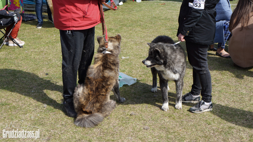 Wystawa Psów Rasowych