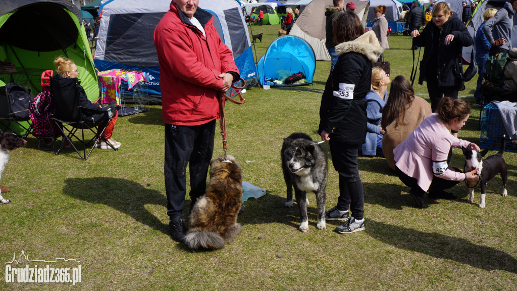 Wystawa Psów Rasowych