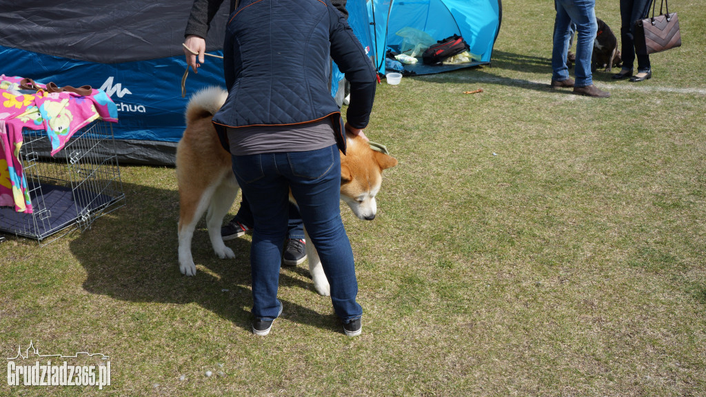 Wystawa Psów Rasowych