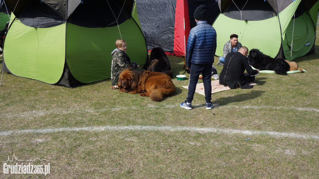 Wystawa Psów Rasowych