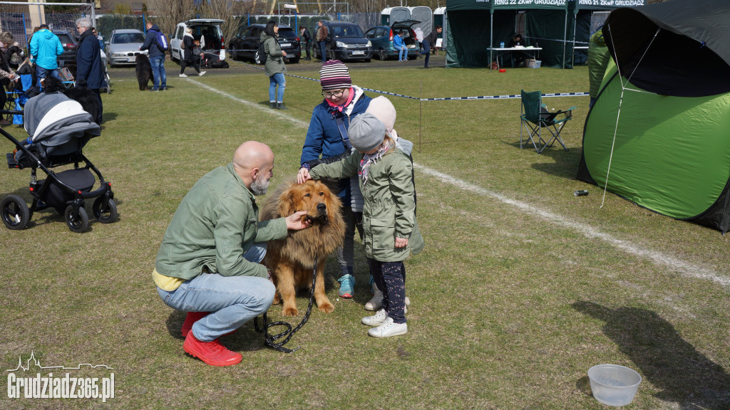 Wystawa Psów Rasowych