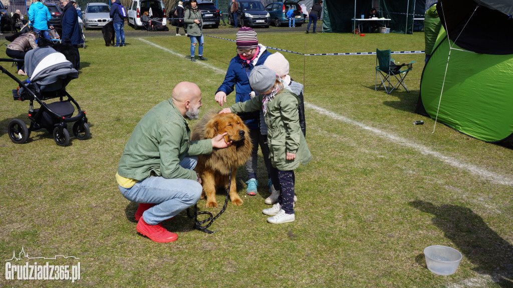 Wystawa Psów Rasowych