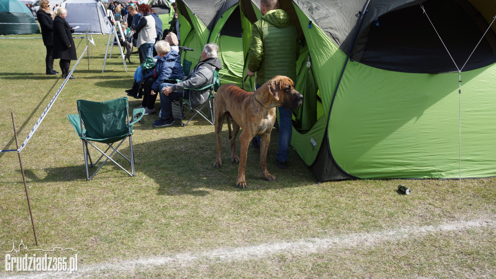 Wystawa Psów Rasowych