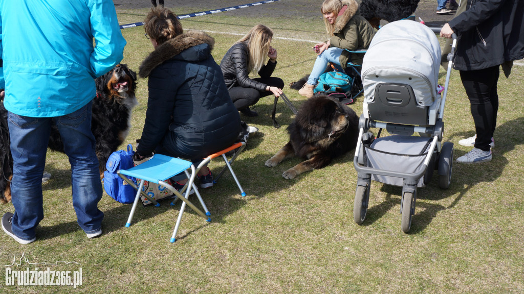 Wystawa Psów Rasowych