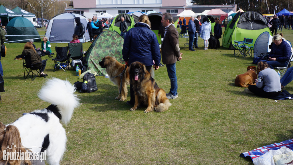 Wystawa Psów Rasowych