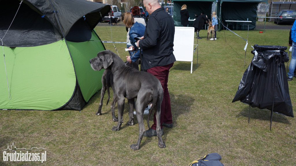 Wystawa Psów Rasowych