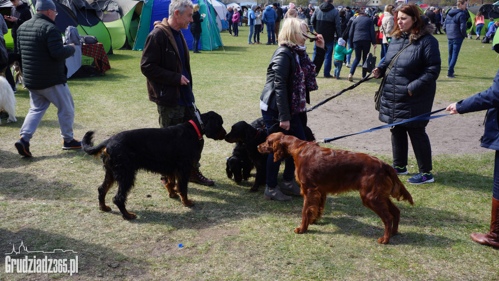 Wystawa Psów Rasowych