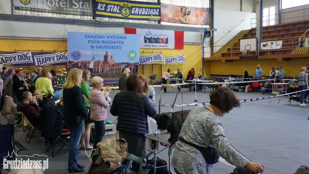 Wystawa Psów Rasowych