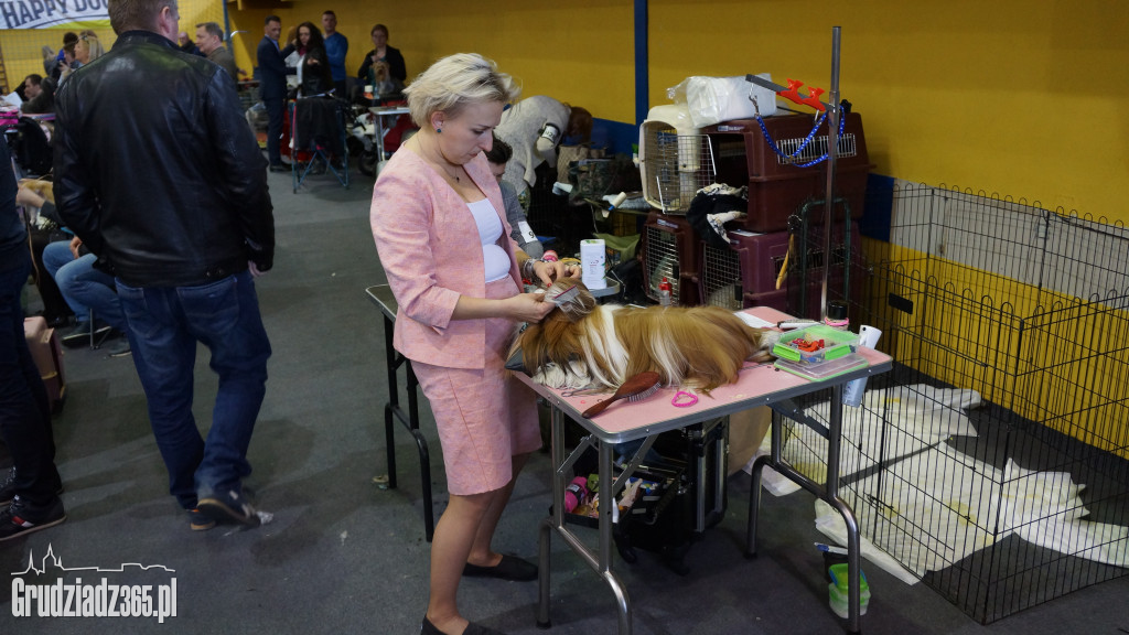 Wystawa Psów Rasowych