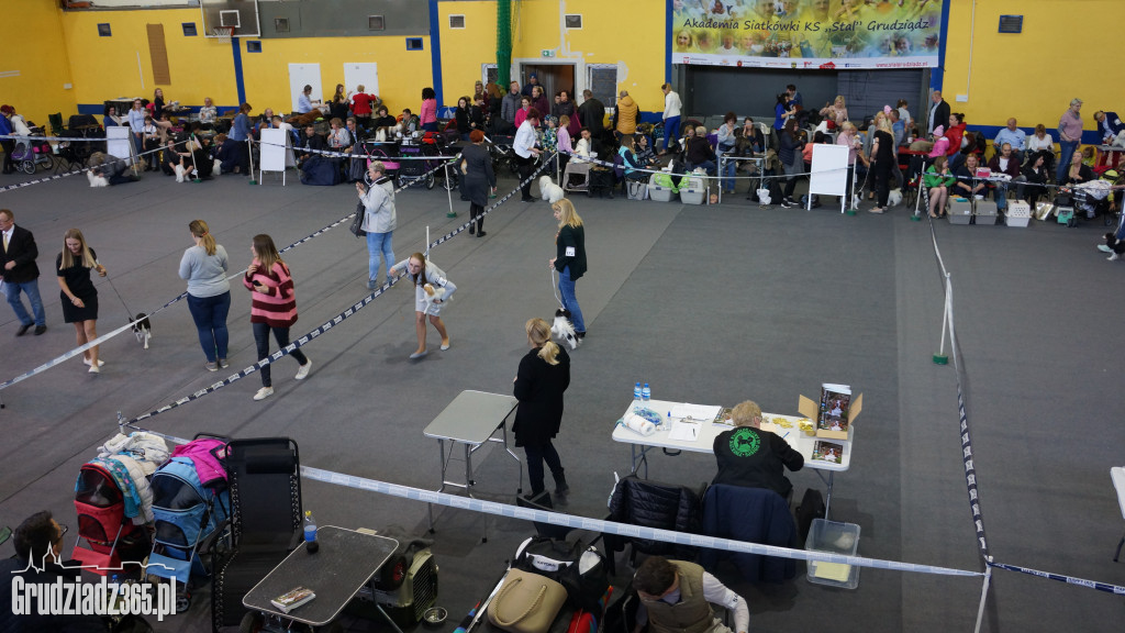 Wystawa Psów Rasowych