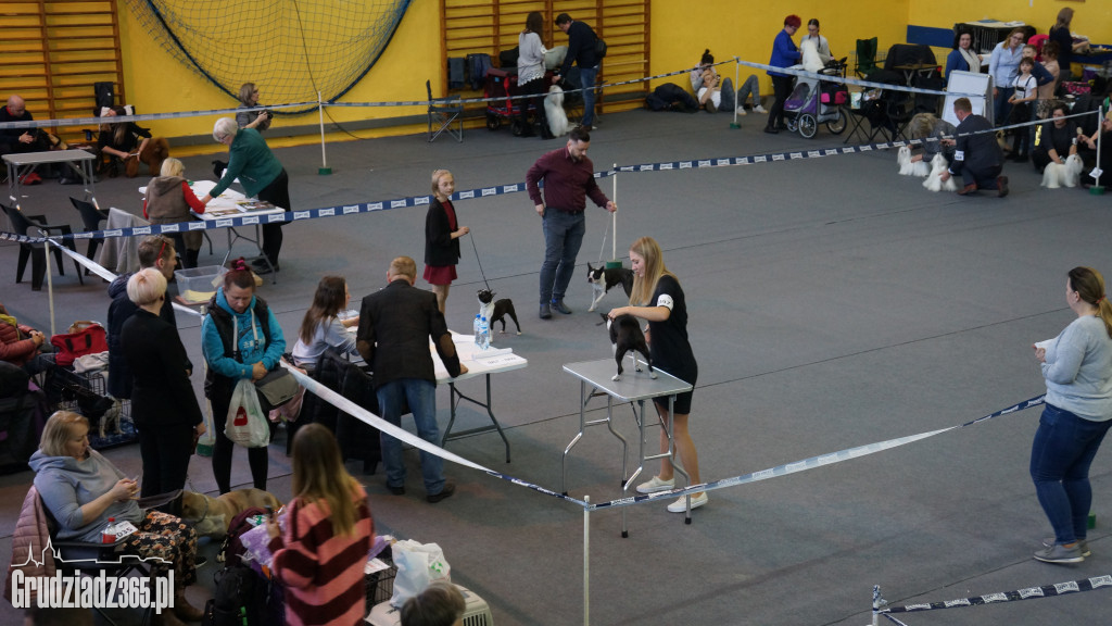 Wystawa Psów Rasowych