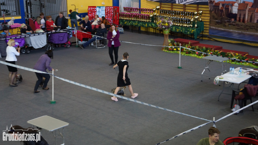 Wystawa Psów Rasowych