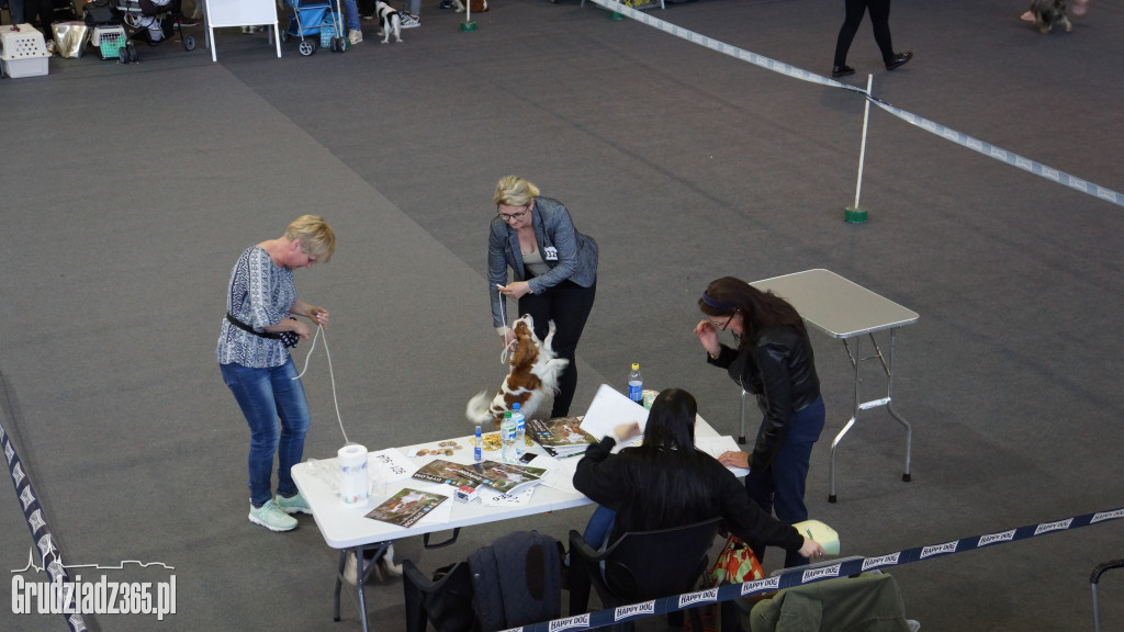 Wystawa Psów Rasowych